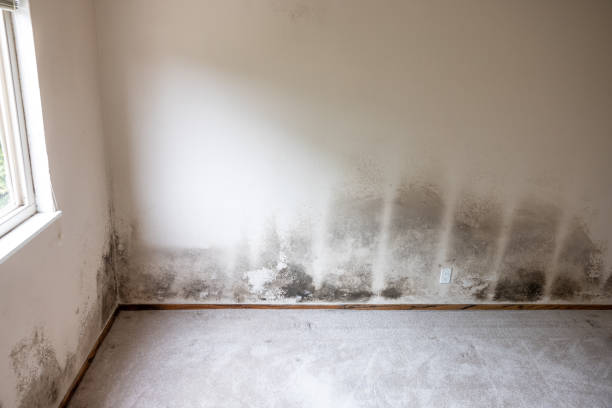 Mold Removal for HVAC Installations